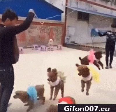 Dogs, jump rope