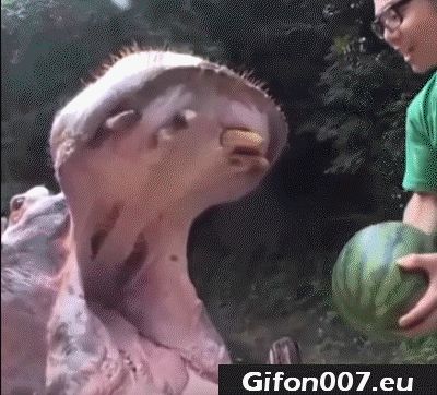 hippo, melon