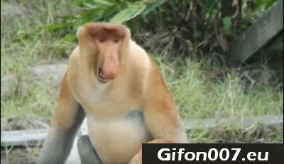 Coati monkey, nature, funny