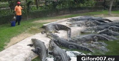 Crocodile Farm, Eating, Gifs, Gif
