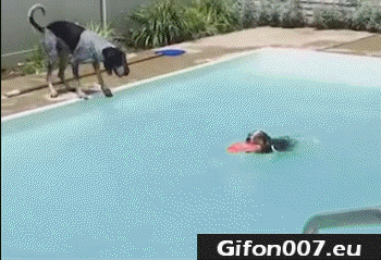 Dogs, Jump, Swimming Pool, Funny, Gifs