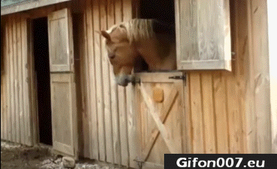 Horse, Open the Door, Gifs, Funny Animals