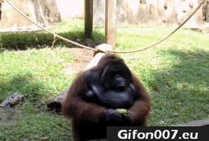 Monkey, Funny, Banana, Eating, Gifs, Zoo
