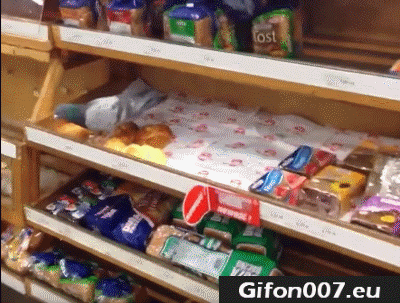Pigeon, Supermarket, Pastry, Eat, Gifs, Funny