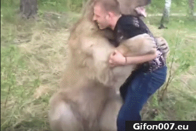 Sumo, Bear, Man, Gifs, Funny, Forest