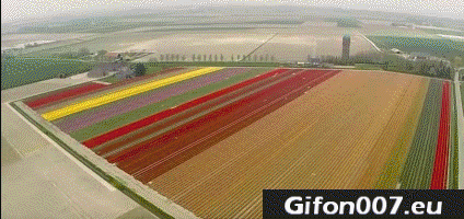Tulpen Koppen Zeewolde, Nederland, Rood, Gif, Gifs, Bloemen (Tulips, Zeewolde, Netherlands, Red, Gif, Flowers) (2)