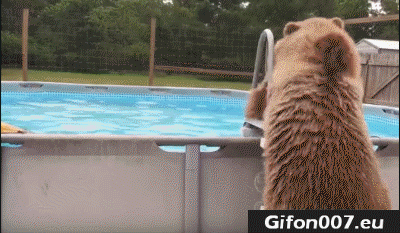 bear, swimming pool, jump, gif, funny animals, summer