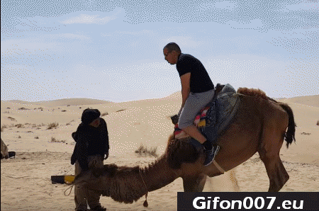 Gif 43: Camel, Fall, Desert 