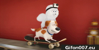 cat, gopro, gif, funny, skateboarding, dog, biscuit