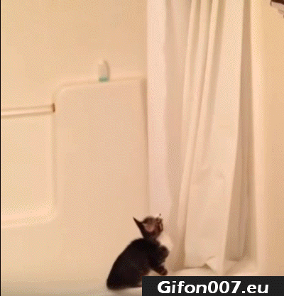 Gif 120: Cat, Jump, Bathroom, Funny Animals 