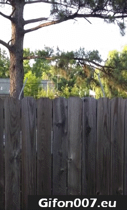 fence, dog, jump