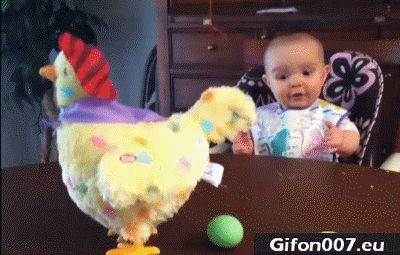 hen, baby, eggs, funny, gif