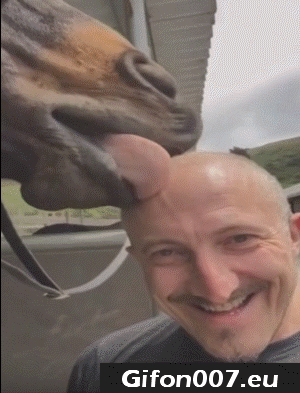 horse, head, tongue in mouth, human, man, lick, gif, funny