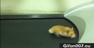 mouse, Treadmill, run