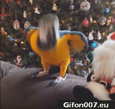 parrot, bird, dance, santa claus, Christmas, tree