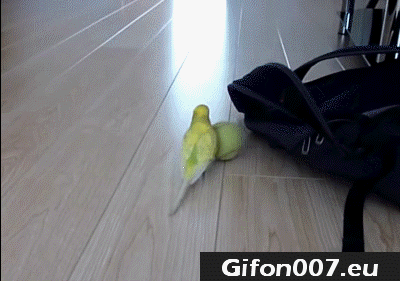 parrot, bird, tennis ball, walk