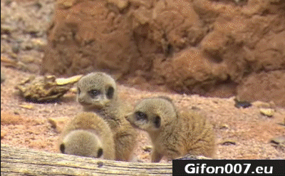 Baby Meerkats, Gif, Video, Youtube