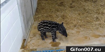 Baby Tapir, Gif, Funny, ZOO
