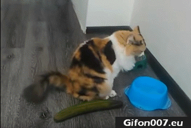 Cat, Cucumber, Gif, Gifs, Youtube, Video