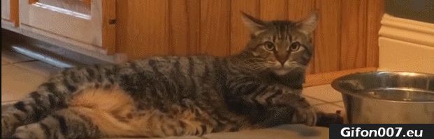 Cat, Water, Drink, Drinking, Gifs, Gif