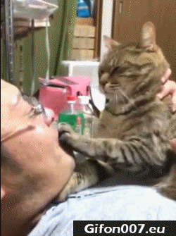 Cat and Man, Mouth, Gif, Funny