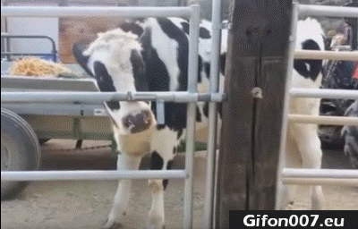 Cow, Open the Door, Gifs, Gif, Funny Animals