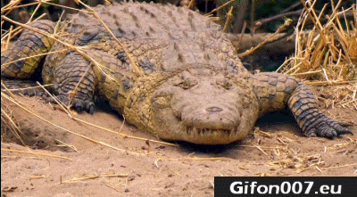 Crocodile, Mouth, Gifs, Gif, Nature
