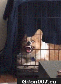 Dog, Growl, Gif, Will Grin, Funny, Cage