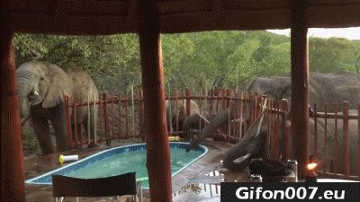 Elephant, Animal, Gif, Drinking Water, Pool
