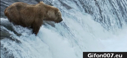 Grizzly Bears Catching Salmon, Alaska, Video, Gif
