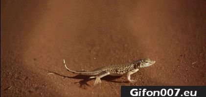 Lizard, Desert, Gif, Run, Gifs