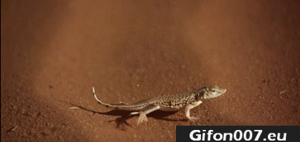 Lizard, Desert, Gif, Run, Gifs