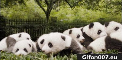 Panda Bear, Baby, Cute, Gif, Funny
