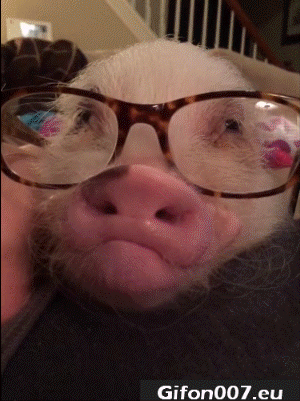 Pig, Funny, Gif, Video, Glasses