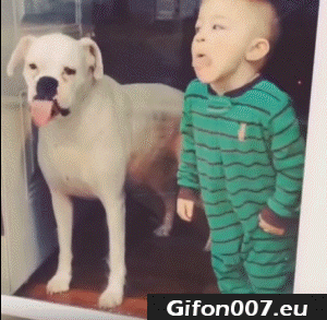 Tongue, Gifs, Gif, Dog and Child, Glass, Windows