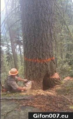 Tree, Felling, Video, Gifs, Gif, Fail, Lumberjack
