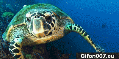Water Tortoise, Gif, Ocean