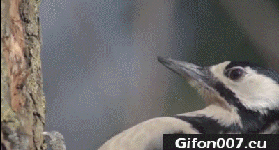 Woodpecker, Bird, Gif, Slow Motion, Tree