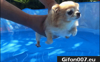 Dog, Swimming in the Air, Cute, Gif