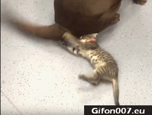 dog-and-cat-tail-funny-gif
