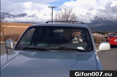 dog-in-car-honking-horn-gif