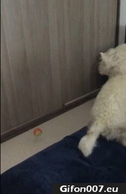 dogs-jump-fail-balls-gif