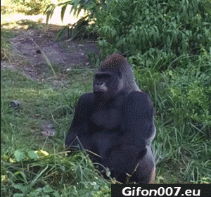 monkey-orangutan-caught-food-into-his-mouth-gif