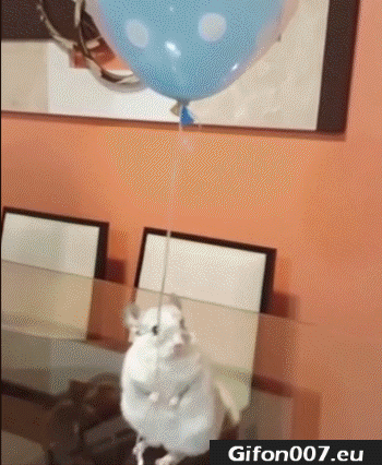 Mouse, Gif, Balloon, Gifs, Birthday