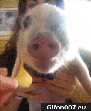 Pig, Eating Chips, Funny Animals