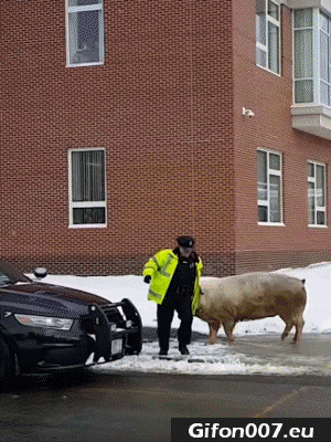 Police, Pig, Gif, Funny
