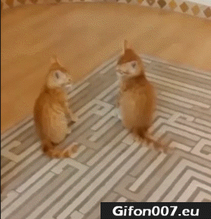 Gif 413: Cat Fight, Gif, Video, Funny, Cats 