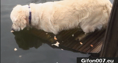 dog-fishing-gif-video-fish