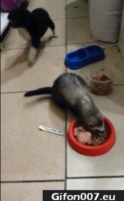Gif 420: Funny Animals, Gfig, Video, Eat 