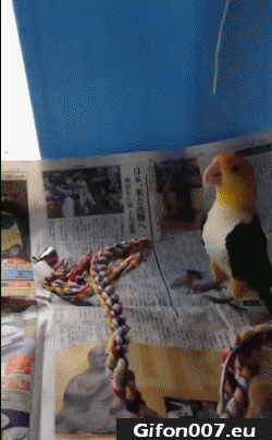parrot-jumps-gif-video-funny